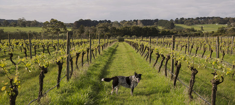 Quealy Winemakers vineyards in the Mornington Peninsula
