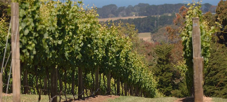 Red Hill Estate vineyards in the Mornington Peninsula