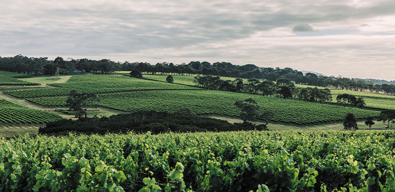 Best Mornington Peninsula Wineries