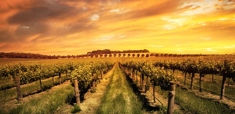 A sunset over the vineyards in the Barossa Valley