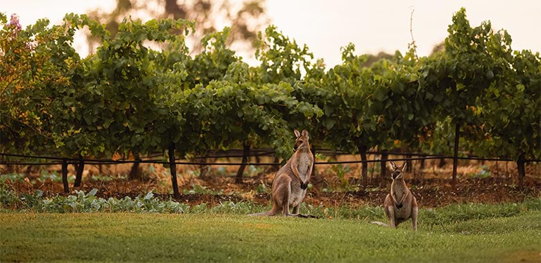 Australian wine on the global stage