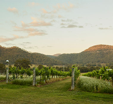 Located in Hunter Valley's Broke Fordwich region, Krinklewood is part of the organic evolutions.