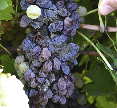 Botrytis affected Semillon grapes