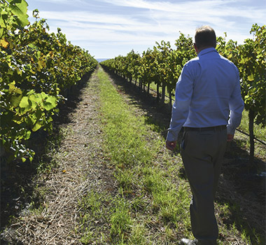 Darren De Bortoli walking through a De Bortoli Semillon Vineyard