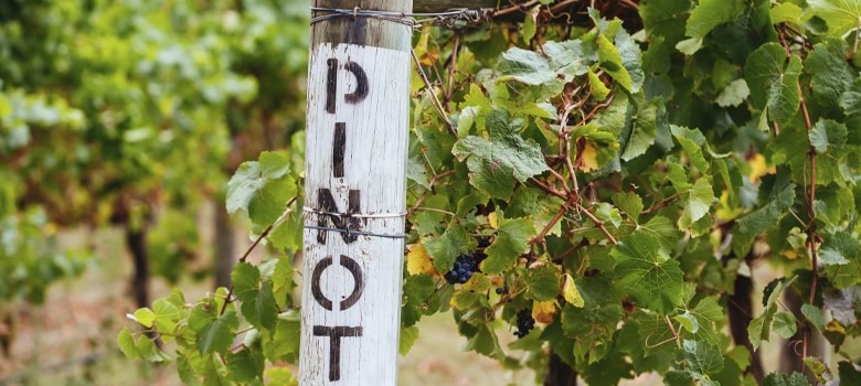 The Yarra Valley has become a byword for excellent Pinot (Credit: FiledImage / stock.adobe.com).