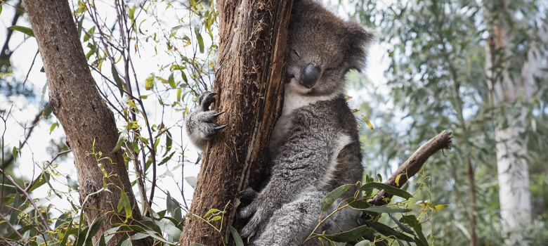 Healesville Wildlife Sanctuary is an accessible way to experience our native fauna and flora up close (Credit: Kimberley Low, Wine Australia).