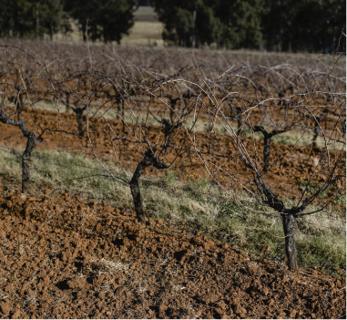 The historic red earthed vines of Tyrrell’s vineyard.