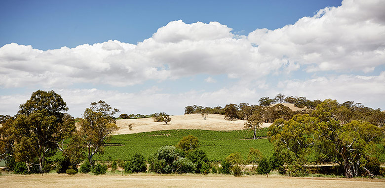 South Australian Wine Australian Wine Region