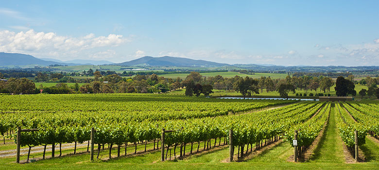 An Australian vineyard growing grapes to make sparkling white wine