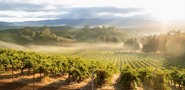 Learn from the wine experts about terroir