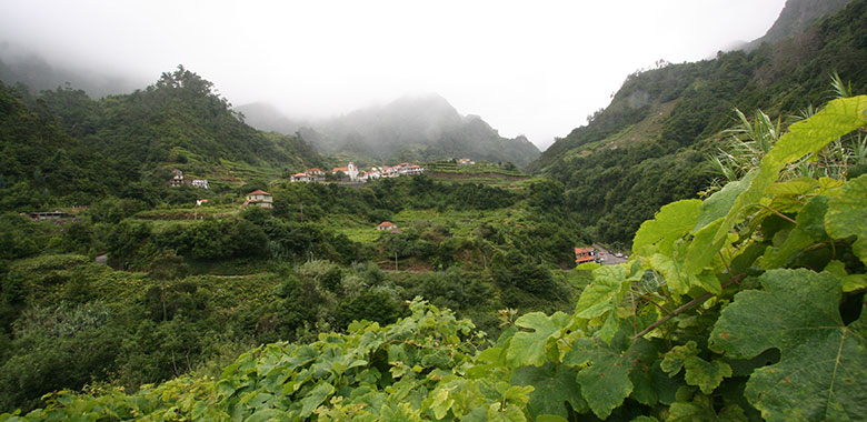 Verdelho Wine originated from Madeira Portugal
