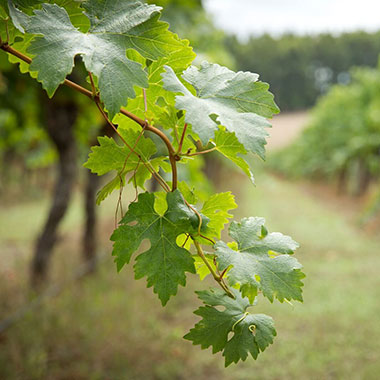 Verdelho Vines at Peos Estate winery