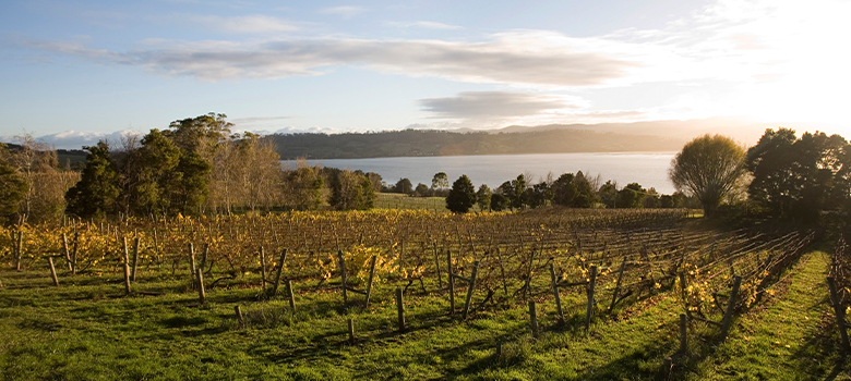 Australian wine region Tasmania produces Rieslings