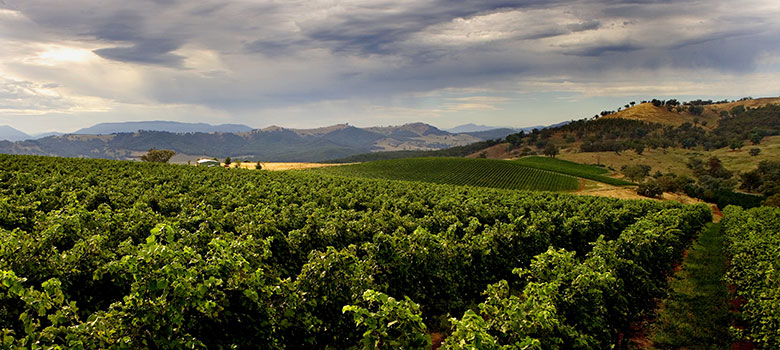 Brown Brothers Banksdale Tempranillo vineyard in the King Valley