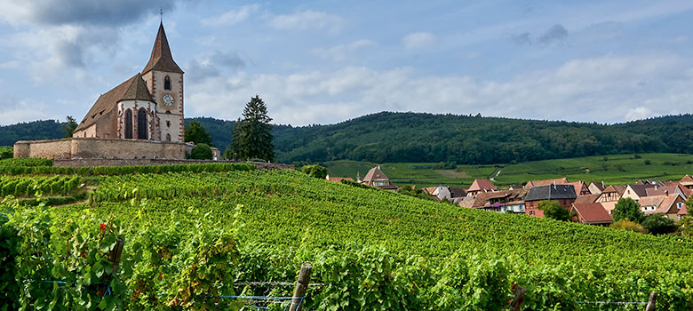 French Vineyard