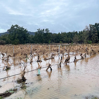 Support flood affected wineries