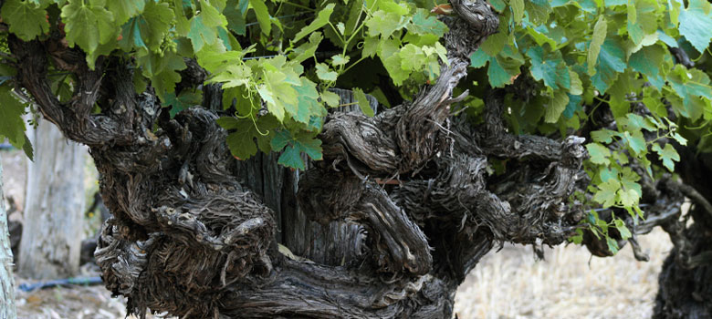Metala vines are 130 years old in Langhorne Creek