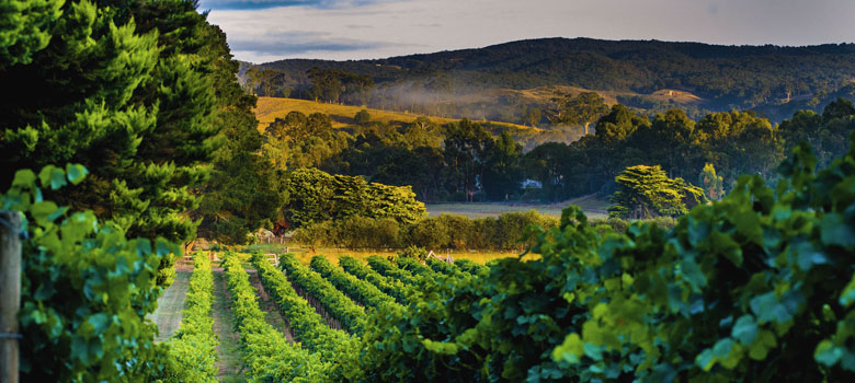 Traditions in wine in the Barossa Valley 