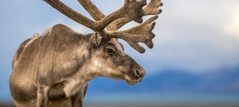 Reindeer in Norway