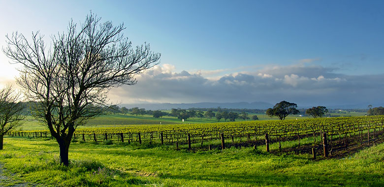 The Best Wineries in McLaren Vale include this winery renowned for fantastic McLaren vale wines