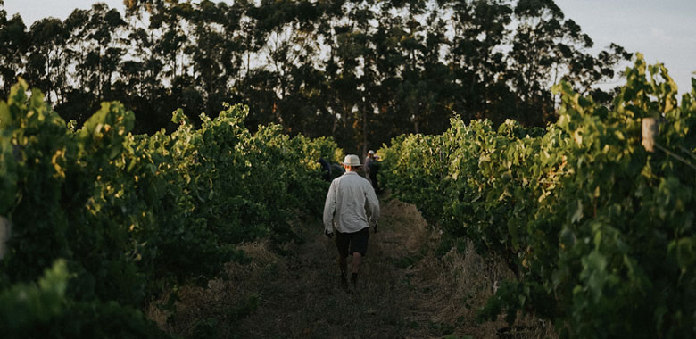 Australian viticulture