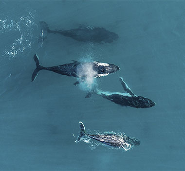 Follow the whale songs along the coast in Dunsborough