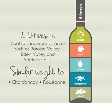 Infographic of Viognier: 'Viognier thrives in cool to moderate climates such as Barossa Valley, Eden Valley and Adelaide Hills'